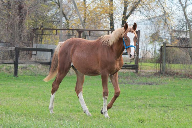 Фото: Ведомый