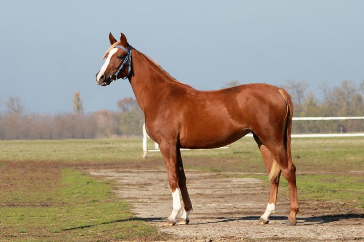 Фото: Брода